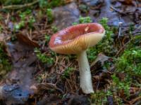 Lamellen an hellrotem Pilz